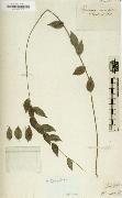 Alexander, Herbarium